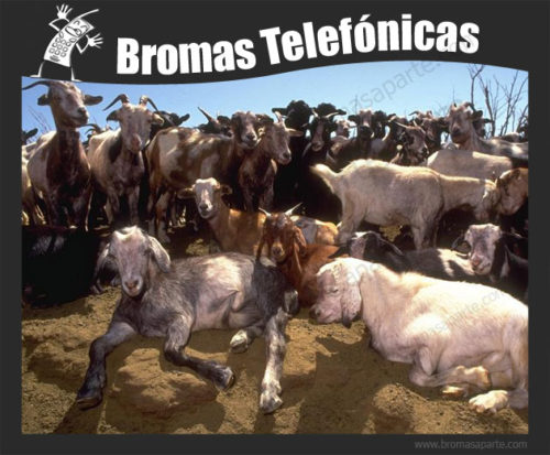 BromasAparte.com - Broma Telefónica 35 cabras
