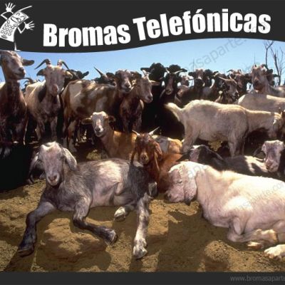 BromasAparte.com - Broma Telefónica 35 cabras