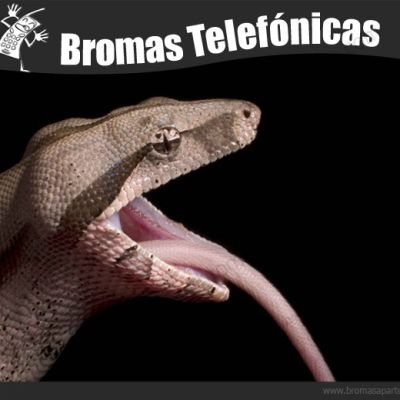 BromasAparte.com - Broma telefónica Boa Constrictor