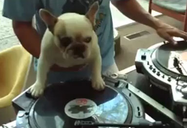 DJ-Perro