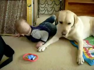 Perro-labrador-junto-a-bebe