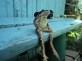 Sapo-sentado