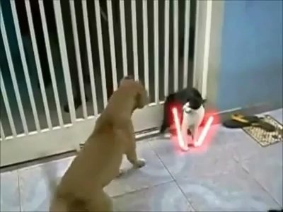 Un gato se escapa de dos perros al estilo Star Wars