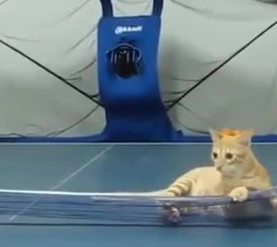 gato-pin-pong