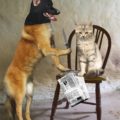 gatos-vs-perros-bromasaparte-0_025