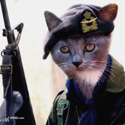 gatos-vs-perros-bromasaparte-0_132