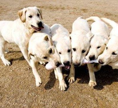 random-dog-facts-7