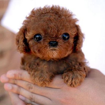28-fotos-de-animales-en-fase-bebes (14)
