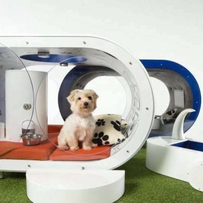 fotos-casas-para-perros-originales (12)