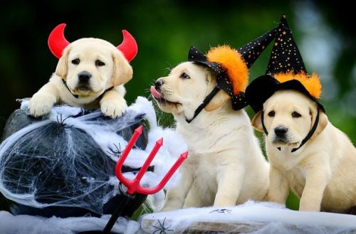 mejores-disfraces-para-animales-halloween-31