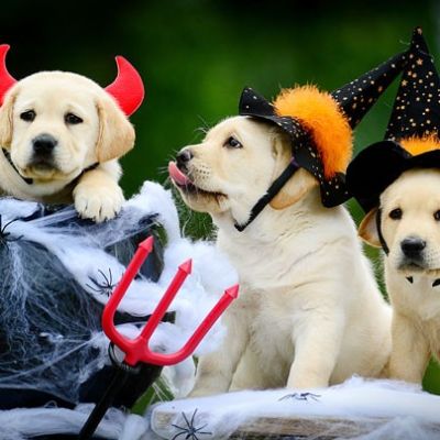 mejores-disfraces-para-animales-halloween-31