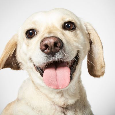 Ariel, a la izquierda, y Lily, a la derecha, llegaron a HSNY a las 8 semanas de edad. Ariel encontró un hogar con la familia de Emily. Al actuar en el reestreno de Annie en Broadway, Emily trabajó con varios perros que interpretaban a Sandy, todos entrenados por Bill Berloni, director de comportamiento y entrenamiento de HSNY. Lily fue adoptada por Thomas en un evento de adopción en el callejón de Shubert. “Este paquete saltó de los brazos de otro a los míos.” Cuando la madre de Thomas fue sometida a un reemplazo de rodilla, Lily tuvo tanto que ver con su recuperación como los doctores.